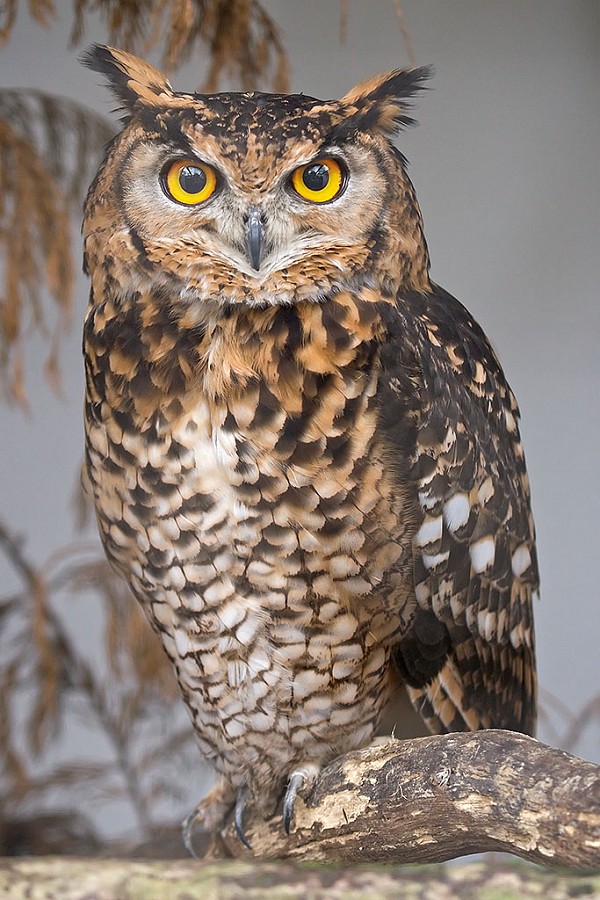 Picture Of An Owl 3